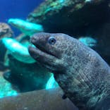 新江ノ島水族館に投稿された画像（2021/12/31）