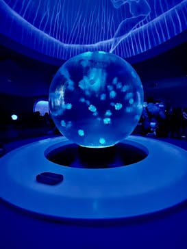 新江ノ島水族館に投稿された画像（2021/12/31）