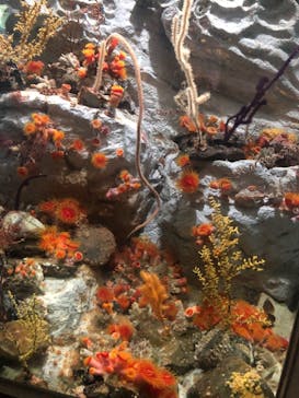 名古屋港水族館に投稿された画像（2021/12/31）