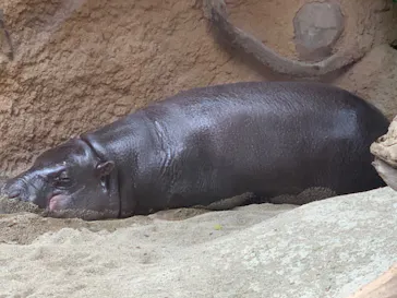 神戸どうぶつ王国に投稿された画像（2021/12/31）