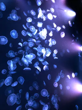 すみだ水族館に投稿された画像（2021/12/31）