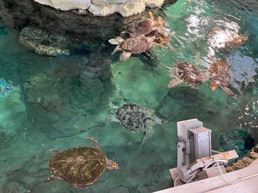 名古屋港水族館に投稿された画像（2021/12/31）