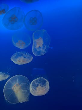 新江ノ島水族館に投稿された画像（2021/12/31）