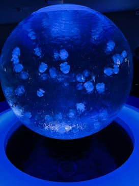 新江ノ島水族館に投稿された画像（2021/12/31）