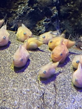 新江ノ島水族館に投稿された画像（2021/12/31）