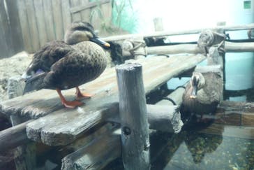 しながわ水族館に投稿された画像（2021/12/31）