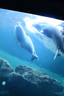 しながわ水族館に投稿された画像（2021/12/31）