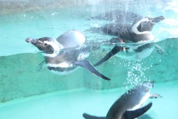 しながわ水族館に投稿された画像（2021/12/31）