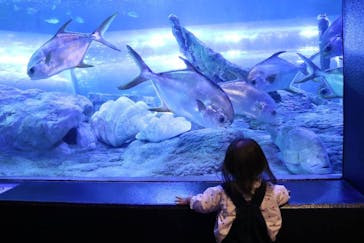 しながわ水族館に投稿された画像（2021/12/31）