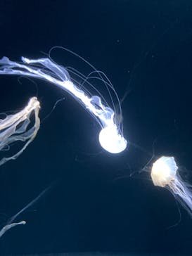 サンシャイン水族館に投稿された画像（2021/12/31）