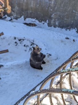 のぼりべつクマ牧場に投稿された画像（2021/12/31）