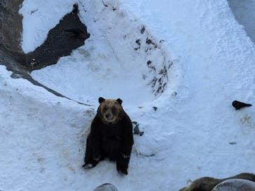 のぼりべつクマ牧場に投稿された画像（2021/12/31）