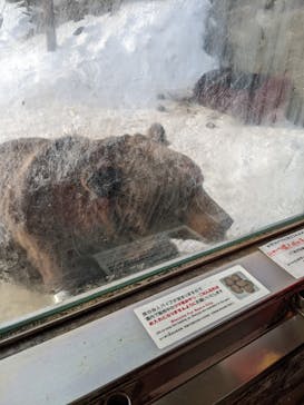 のぼりべつクマ牧場に投稿された画像（2021/12/31）