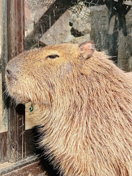 伊豆シャボテン動物公園に投稿された画像（2021/12/31）