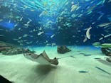 サンシャイン水族館に投稿された画像（2021/12/31）