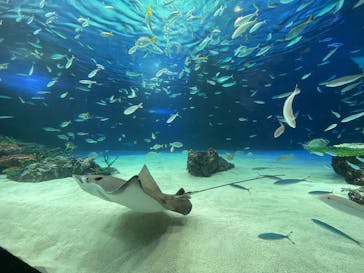 サンシャイン水族館に投稿された画像（2021/12/31）