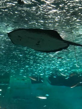 南知多ビーチランド＆南知多おもちゃ王国に投稿された画像（2021/12/31）