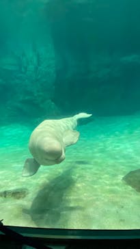 名古屋港水族館に投稿された画像（2021/12/31）