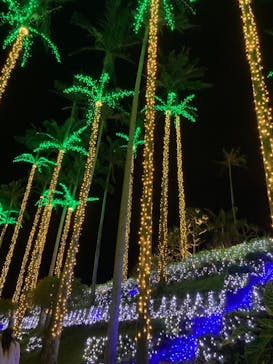 美らヤシパークオキナワ・東南植物楽園に投稿された画像（2021/12/31）