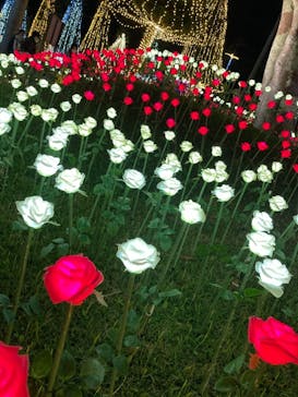 美らヤシパークオキナワ・東南植物楽園に投稿された画像（2021/12/31）