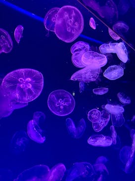 名古屋港水族館に投稿された画像（2021/12/31）