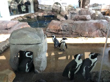 京都水族館に投稿された画像（2021/12/31）