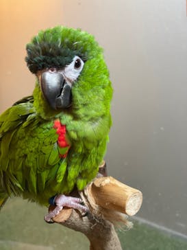 Moff animal cafe イオンモール幕張新都心店に投稿された画像（2021/12/31）