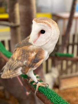 Moff animal cafe イオンモール幕張新都心店に投稿された画像（2021/12/31）