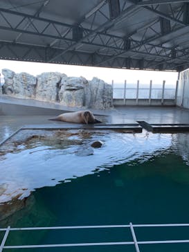 大分マリーンパレス水族館 「うみたまご」に投稿された画像（2021/12/31）