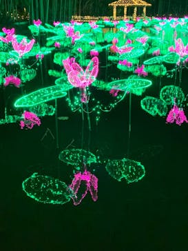 美らヤシパークオキナワ・東南植物楽園に投稿された画像（2021/12/31）