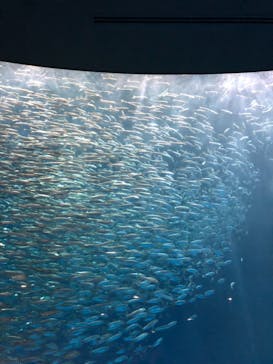 名古屋港水族館に投稿された画像（2021/12/31）