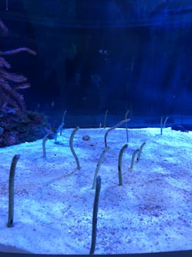 名古屋港水族館に投稿された画像（2021/12/31）