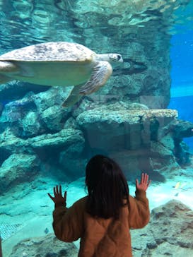名古屋港水族館に投稿された画像（2021/12/31）