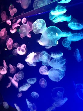 名古屋港水族館に投稿された画像（2021/12/31）