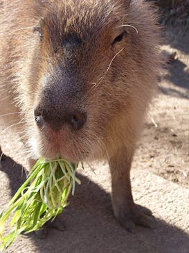 群馬サファリパークに投稿された画像（2021/12/31）