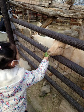 群馬サファリパークに投稿された画像（2021/12/31）