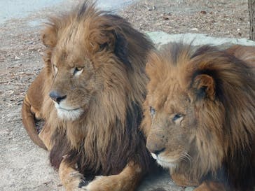 群馬サファリパークに投稿された画像（2021/12/31）