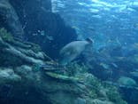 名古屋港水族館に投稿された画像（2022/1/1）