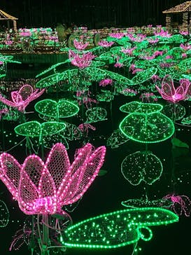 美らヤシパークオキナワ・東南植物楽園に投稿された画像（2021/12/31）