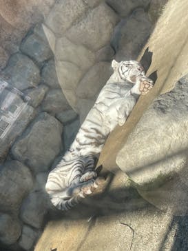 東武動物公園に投稿された画像（2022/1/1）