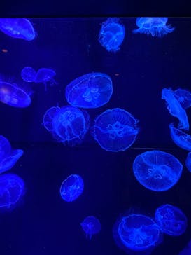 沖縄美ら海水族館に投稿された画像（2022/1/1）