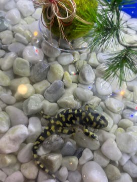 新江ノ島水族館に投稿された画像（2022/1/1）