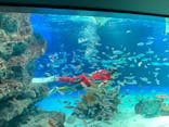 サンシャイン水族館に投稿された画像（2022/1/1）