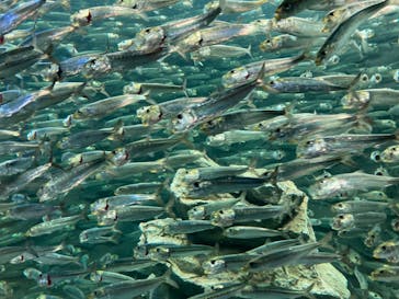 サンシャイン水族館に投稿された画像（2022/1/1）