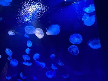 サンシャイン水族館に投稿された画像（2022/1/1）