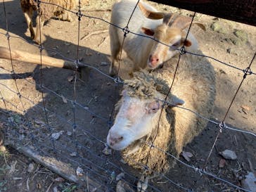 長崎バイオパークに投稿された画像（2022/1/1）