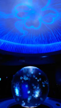 新江ノ島水族館に投稿された画像（2022/1/1）