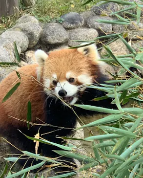 天王寺動物園に投稿された画像（2022/1/1）