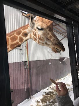 那須サファリパークに投稿された画像（2022/1/1）