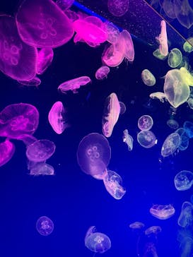 名古屋港水族館に投稿された画像（2022/1/1）